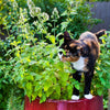 Gaea's Blessing Seeds - Catnip Seeds - Non-GMO Heirloom Seeds Nepata Cataria Open-Pollinated - with Easy to Follow Instructions - 90% Germination Rate Net Wt. 1.1g