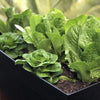 Lettuce Seeds - Romaine - Parris Island Cos - Lactuva sativa