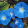 Morning Glory Seeds - Clarke's Heavenly Blue - Ipomea tricolor