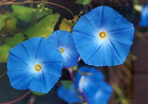 Morning Glory Seeds - Clarke's Heavenly Blue - Ipomea tricolor