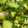 Tomatillo Seeds - Grande Rio Verde - Physalis philadelphica