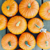 Pumpkin Seeds - Jack O Lantern - Curcubita maxima