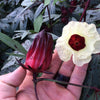 Roselle Seeds - Jamaican Sorrel - Hibiscus sabdariffa