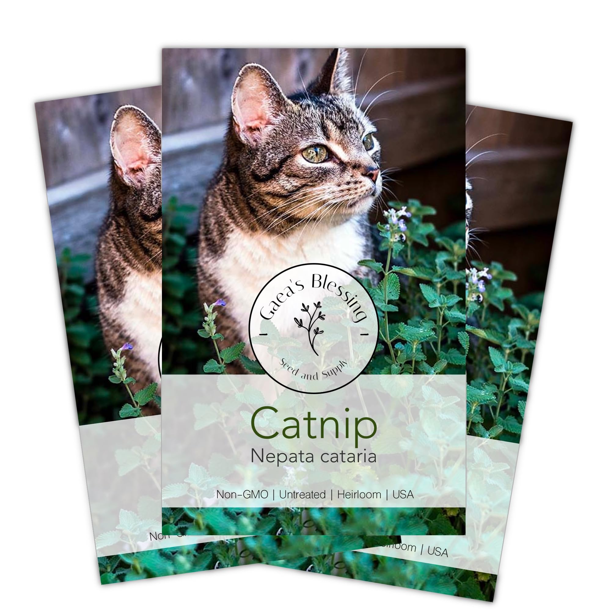 Gaea's Blessing Seeds - Catnip Seeds - Non-GMO Heirloom Seeds Nepata Cataria Open-Pollinated - with Easy to Follow Instructions - 90% Germination Rate Net Wt. 1.1g