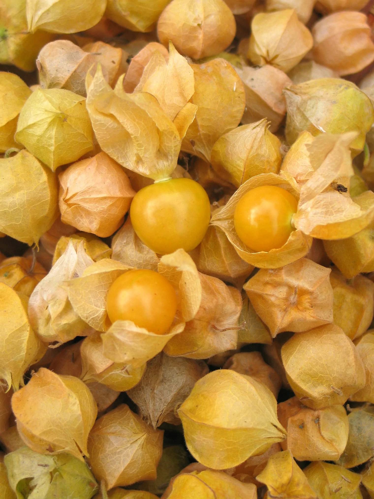 Tomatillo Seeds - Aunt Molly's - Physalis pruinosa