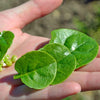 Malabar Spinach Seeds - Basella alba