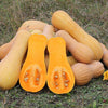 Butternut Squash Seeds - Waltham Butternut - Cucurbita moschata