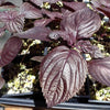 Red Shiso Seeds - Aka Shiso - Perilla frutescens var crispa