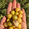 Tomatillo Seeds - Aunt Molly's - Physalis pruinosa