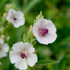 Marshmallow Seeds - Althea officinalis
