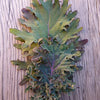 Kale Seeds - Red Russian - Brassica napus var. pabularia