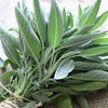 Sage Seeds - Salvia officinalis