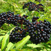 Elderberry Seeds - American Black Elderberry - Sambucus canadensis