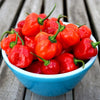 Habanero Pepper Seeds - Capsicum frutescens