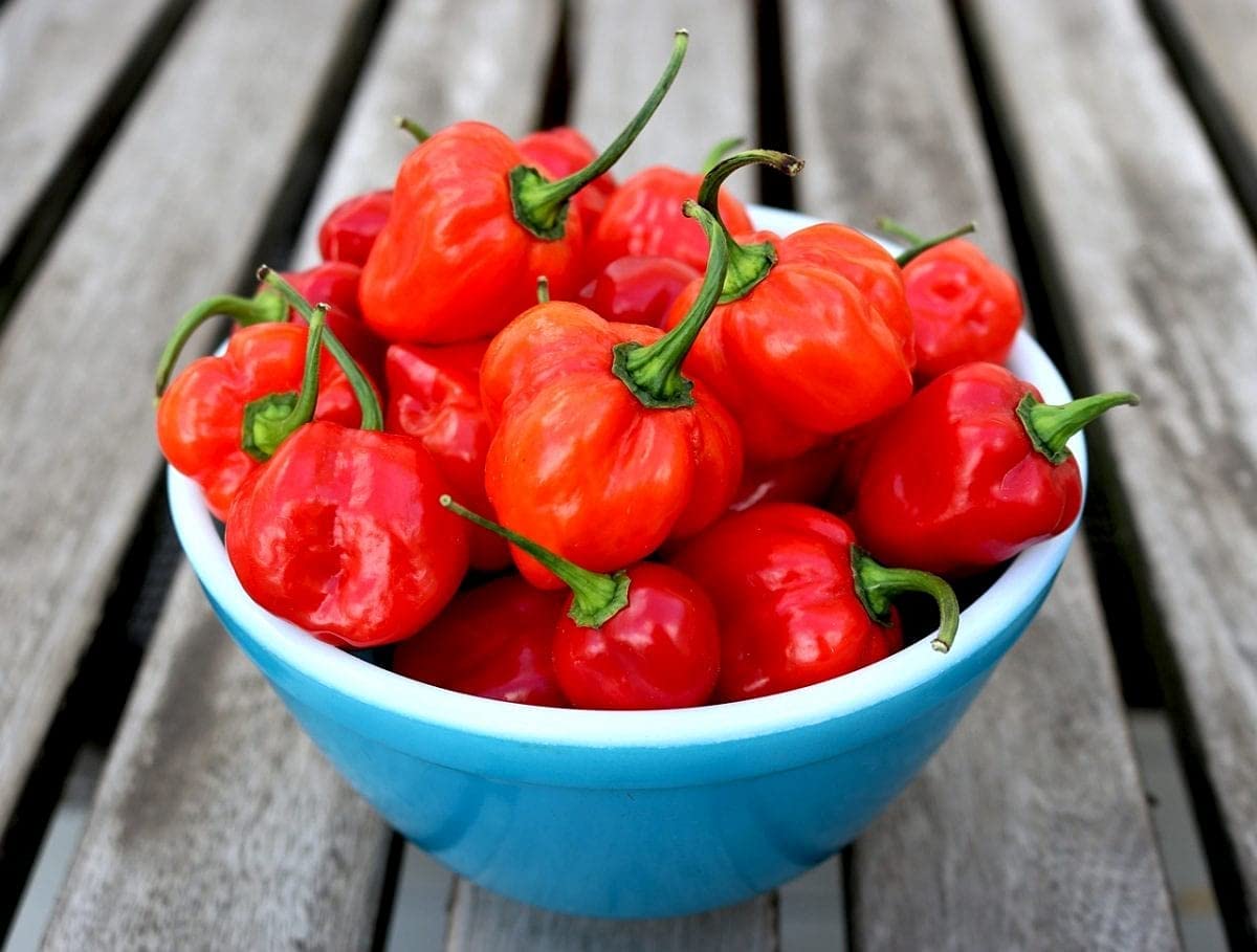 Habanero Pepper Seeds - Capsicum frutescens