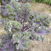 Kale Seeds - Red Russian - Brassica napus var. pabularia