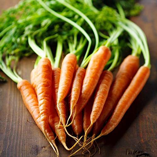 Carrot Seeds - Imperator 58 - Daucus carota