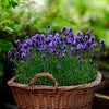 English Lavender Seeds - Lavandula angustifolia