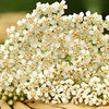 White Yarrow Seeds - Achillea millefolium