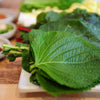 Korean Shiso Seeds - Perilla frutescens var crispa