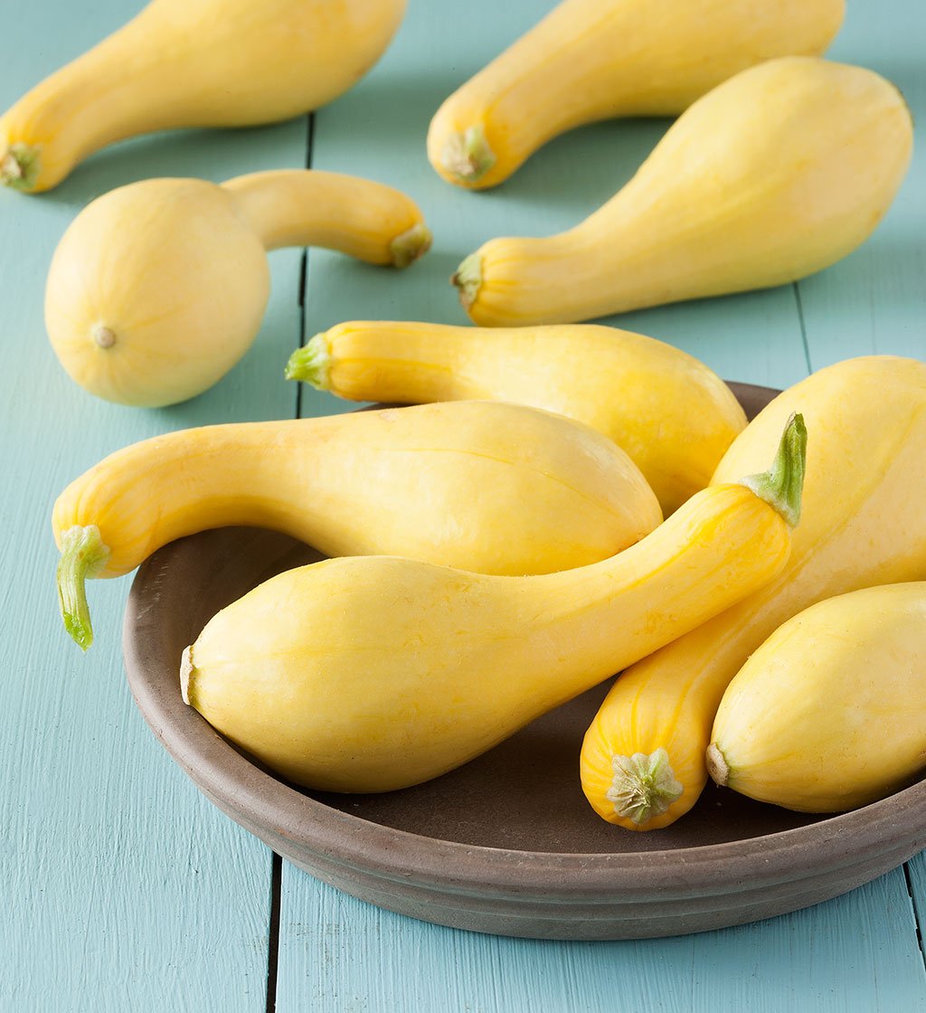 Crookneck Yellow Squash Seeds - Early Summer Squash - Curcubita pepo