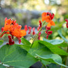 Scarlet Runner Bean Seeds - Phaseolus coccineus