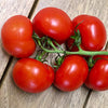 Cherry Tomato Seeds - Gardener’s Delight - Sugar Lump - Lycopersicon esculentum