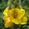 Mullein Seeds - Verbascum thapsus