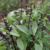 Thai Basil Seeds - Siam Queen - Ocimum basilicum