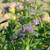 Lemon Mint Seeds - Monarda citriodora