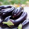 Eggplant Seeds - Black Beauty - Solanum melongena