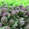 Mustard Greens Seeds - Osaka Purple - Brassica juncea