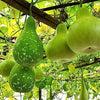 Gaea's Blessing Seeds - Bottle Gourd Seeds - Heirloom Non-GMO Seeds with Easy to Follow Planting Instructions