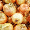 Gaea's Blessing Seeds - Onion Seeds - Non-GMO Heirloom Seeds with Easy to Follow Instructions