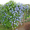 Morning Glory Seeds - Clarke's Heavenly Blue - Ipomea tricolor