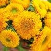 Sunflower Seeds - Dwarf Sungold Double - Teddy Bear - Helianthus annuus