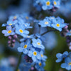 Forget Me Not Flower - French Woodlands - Myosotis Sylvatica