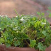 Parsley Seeds - Italian Giant - Petroselunum crispum