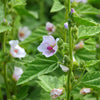Marshmallow Seeds - Althea officinalis