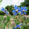 Borage Seeds - Borage officinalis