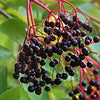 Elderberry Seeds - American Black Elderberry - Sambucus canadensis