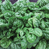 Spinach Seeds - Avon F1 Hybrid - Spinacia oleracea