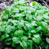 Lemon Balm Seeds - Melissa officinalis