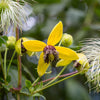 Clematis Seeds - Golden Clematis - Clematis serratifolia