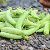 Snap Pea Seeds - Sugar Ann - Pisum sativum