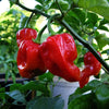 Habanero Pepper Seeds - Capsicum frutescens