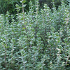 Italian Oregano Seeds - Origanum vulgare