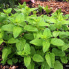 Lemon Balm Seeds - Melissa officinalis