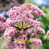 Joe Pye Weed Seeds - Eupatorium maculatum