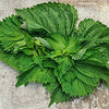 Green Shiso Seeds - Kaori/Ao - Perilla frutescens var crispa